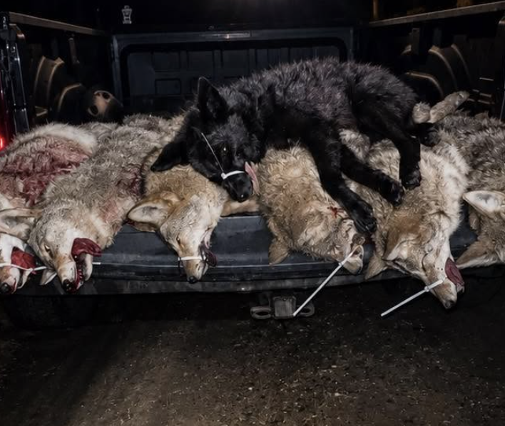 coyote calling