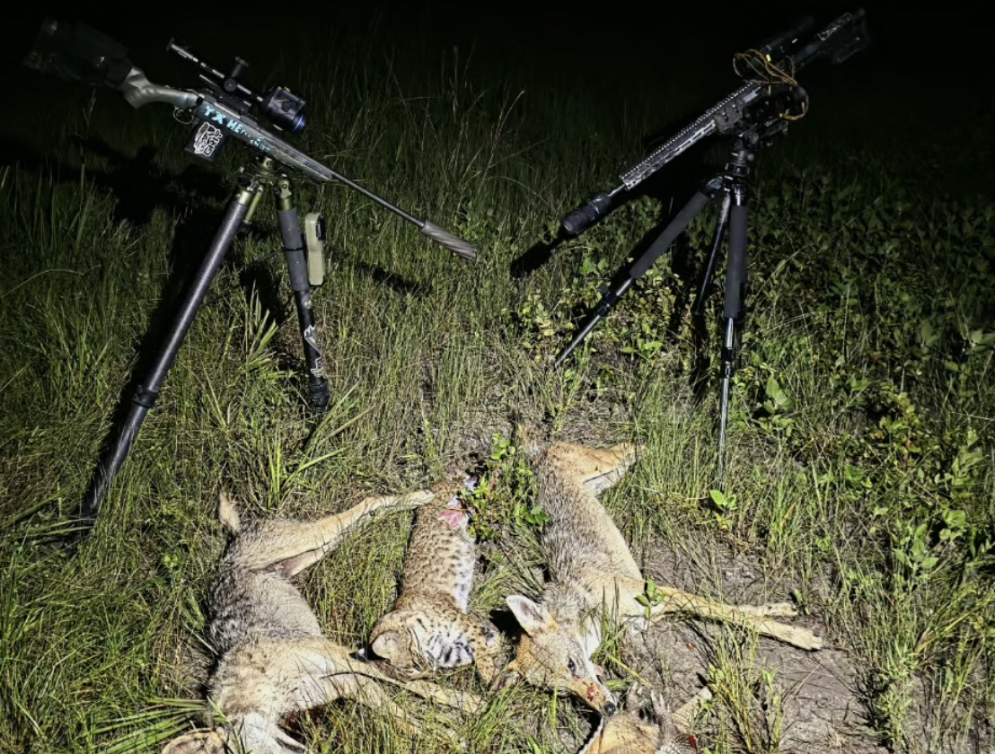 coyote calling