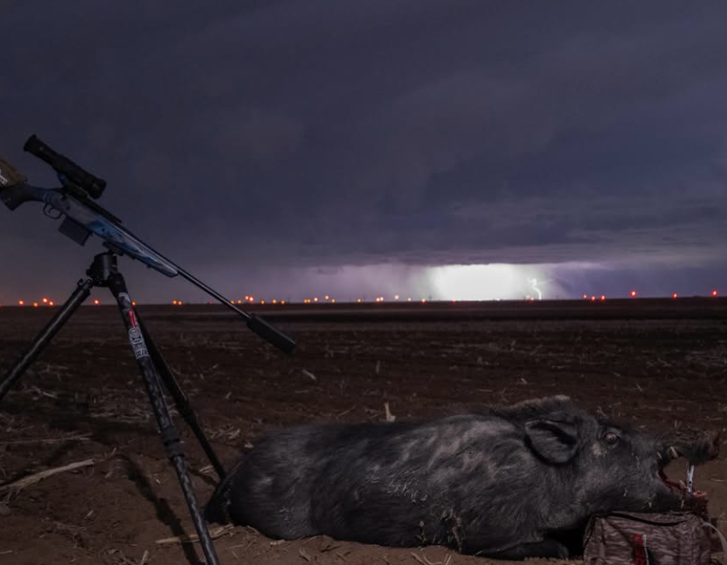 hog hunting