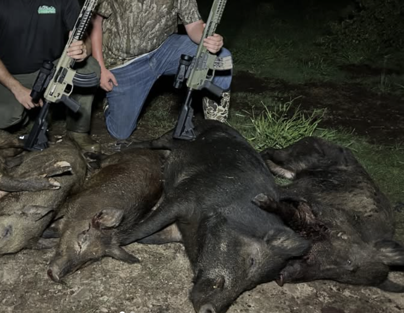 hog hunting