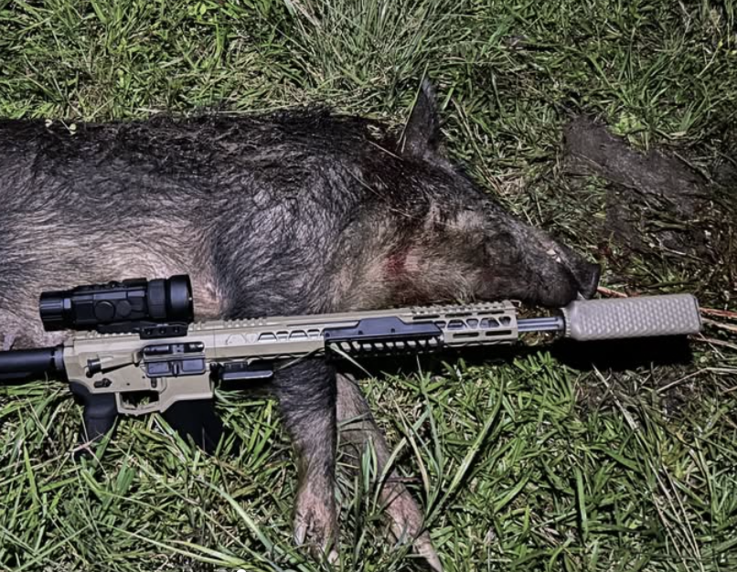 hog hunting
